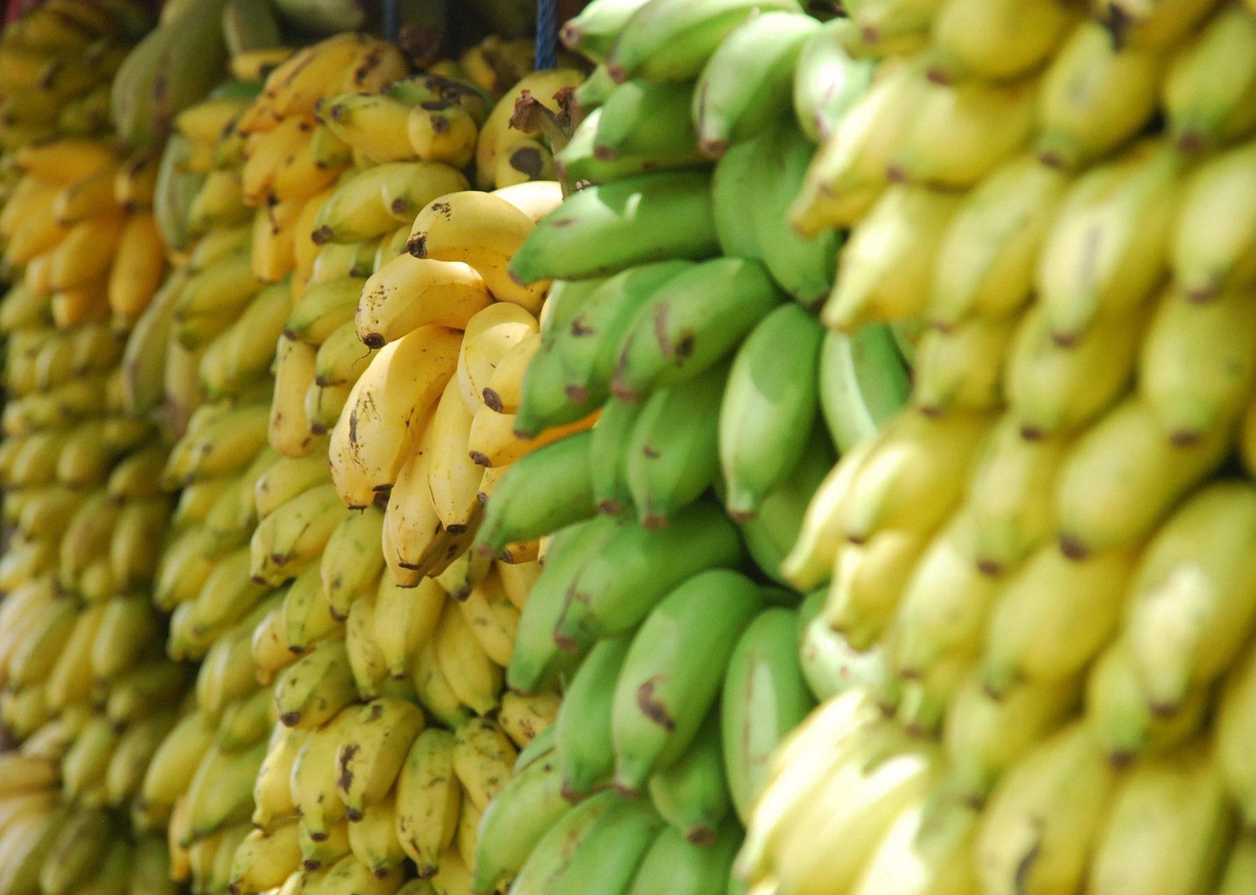 Rows of stacked bananas