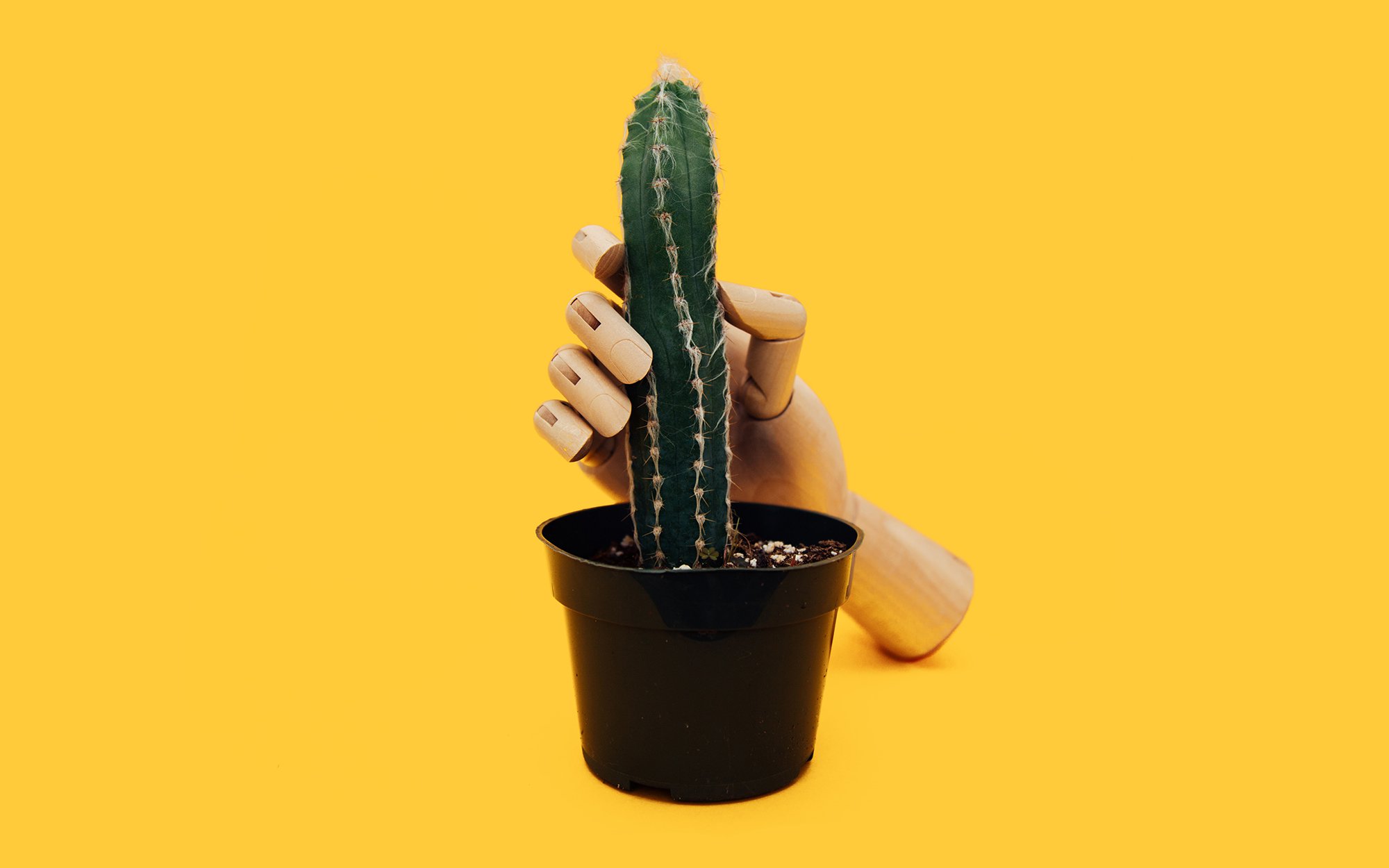 Cactus with manikin hand around it.jpg