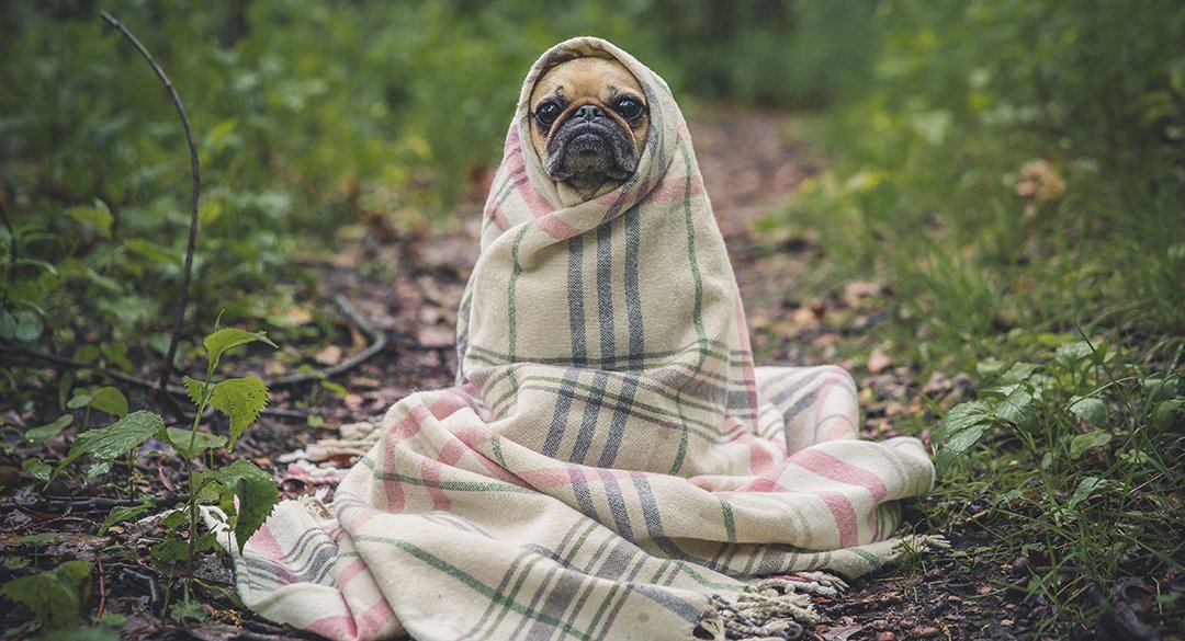 Puppy wrapped in blanket