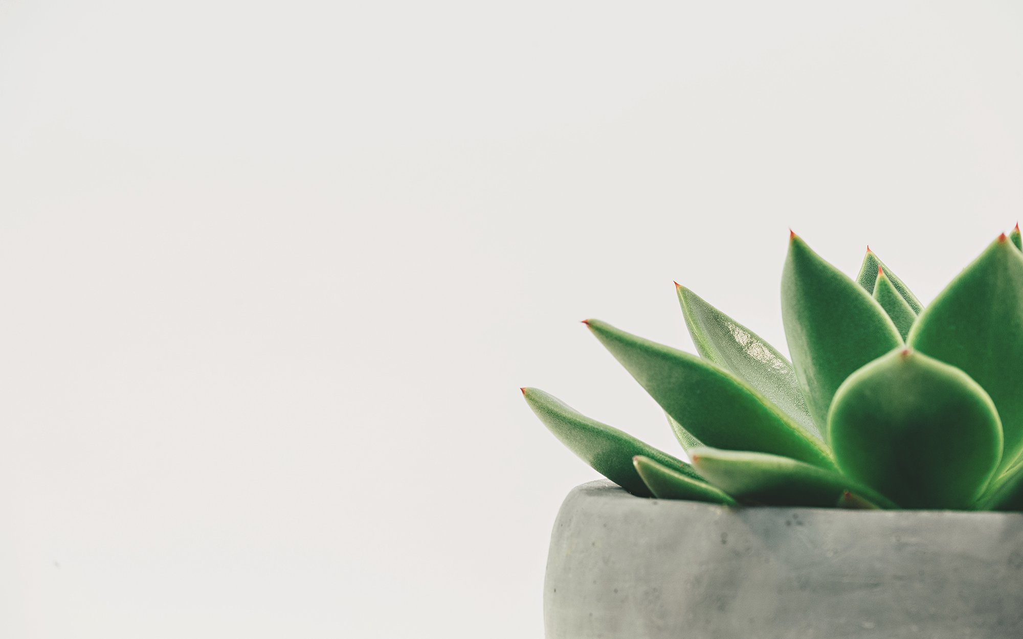 Succulent plant