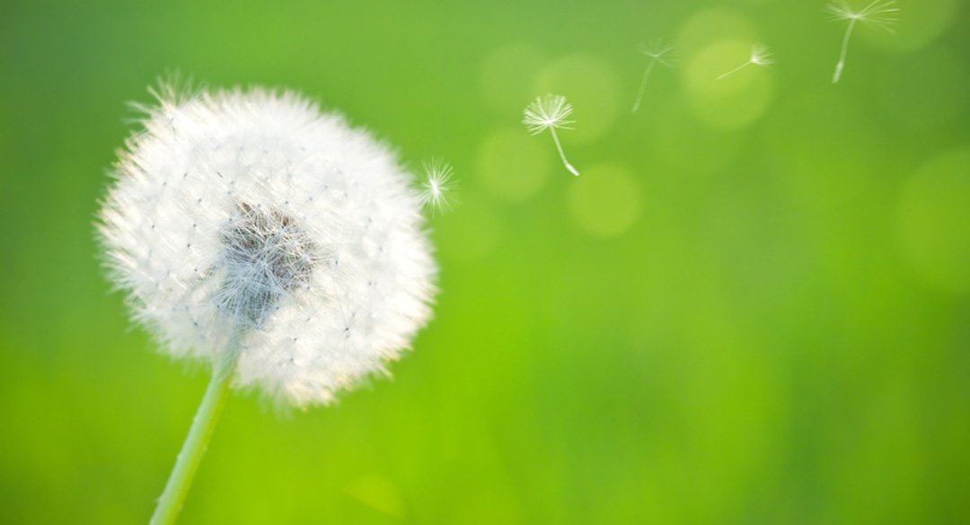 all-about-allergies-large