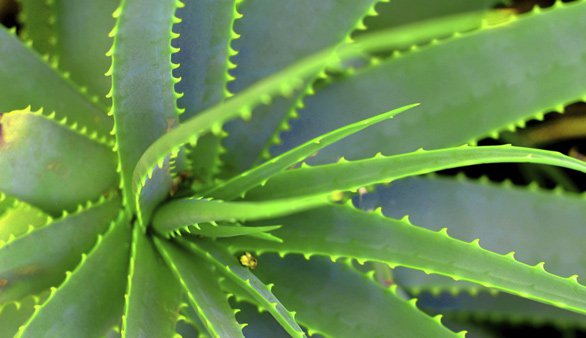 aloe