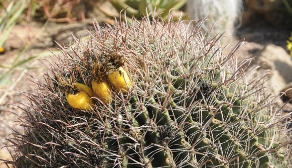 barrel-cactus