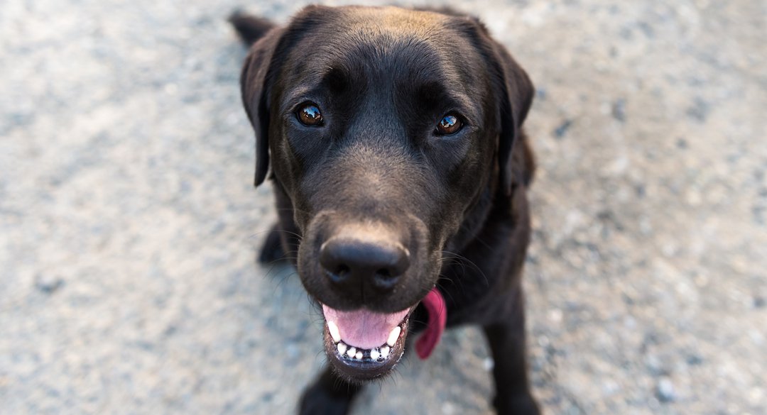 Brown dog sitting and smiling