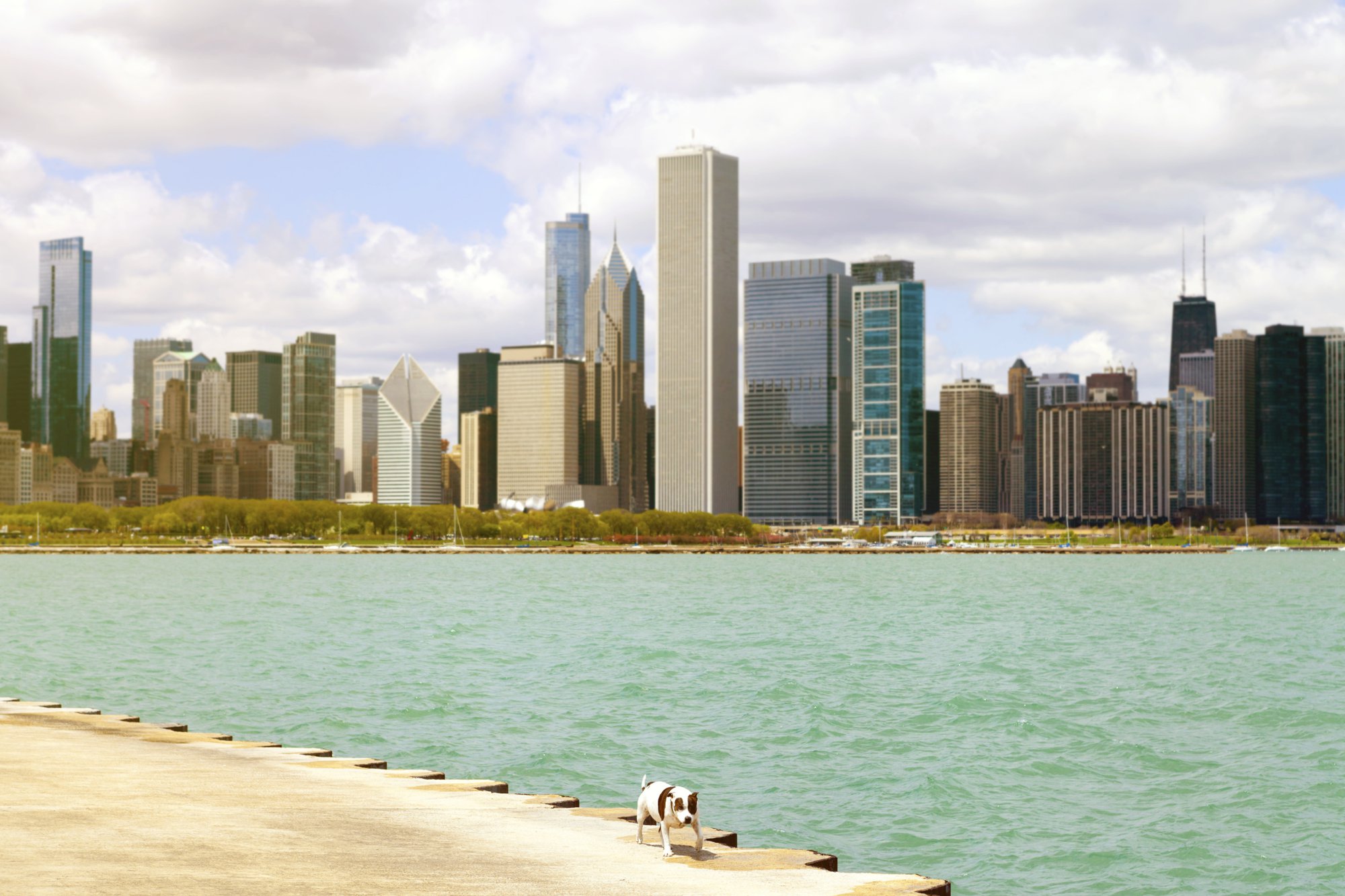 Dog in front of city scape