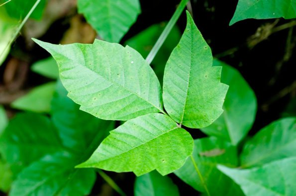 poison ivy