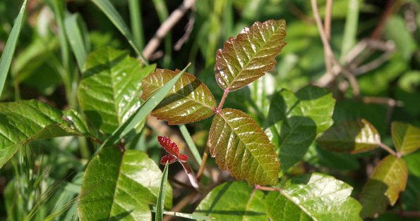 Poison Oak Poison Ivy And Poison Sumac One Medical,Oxtail Stew Slow Cooker