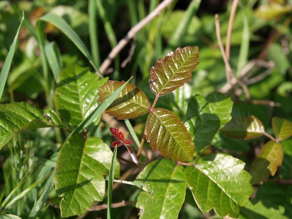 poison oak