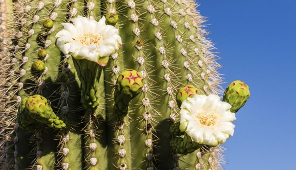 saguaro