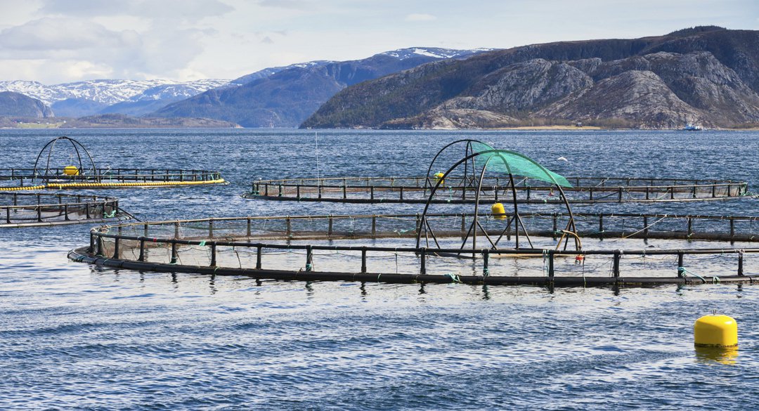 salmon-farm