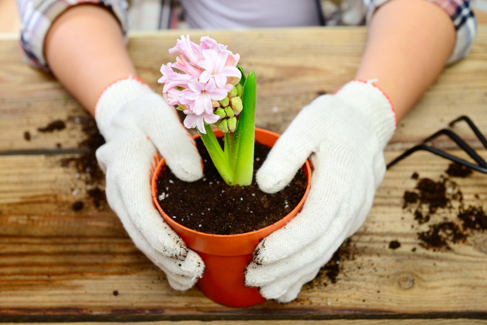 Hands potting a plant with a pink flower